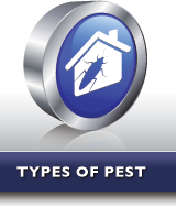 Types of Pest